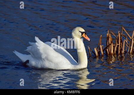 Cygne sur le lac au jambon rspb meare mur près de glastonbury somerset uk Banque D'Images