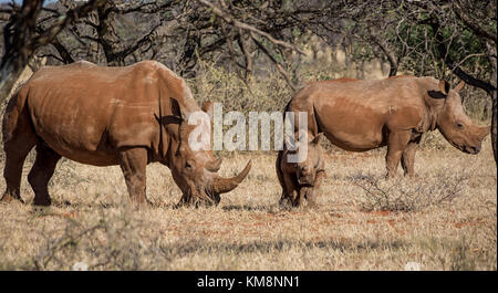 Un rhinocéros blanc du sud de la famille savane africaine Banque D'Images