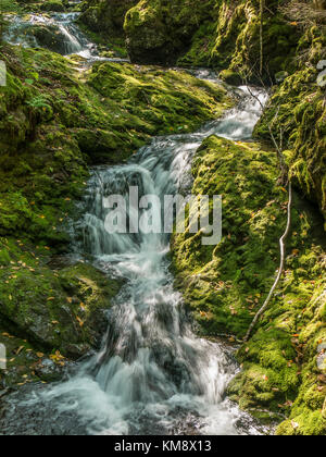 Le ruisseau Dickson, Dickson Falls Trail, le Parc National de Fundy, Nouveau-Brunswick, Canada. Banque D'Images