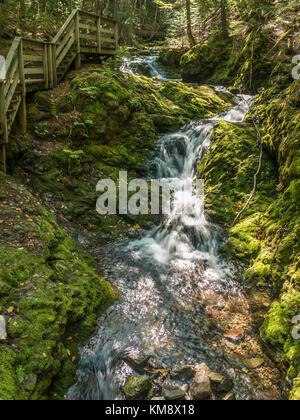 Le ruisseau Dickson, Dickson Falls Trail, le Parc National de Fundy, Nouveau-Brunswick, Canada. Banque D'Images