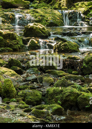 Le ruisseau Dickson, Dickson Falls Trail, le Parc National de Fundy, Nouveau-Brunswick, Canada. Banque D'Images