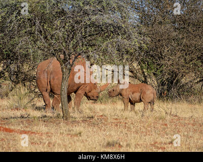 Un rhinocéros blanc, mère et son petit dans le sud de la savane africaine Banque D'Images