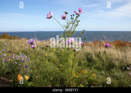 La floraison des fleurs sauvages sur l'Île Panmure sur les côtes de l'Île du Prince Édouard, Canada contre un ciel bleu sur les jours ensoleillés. Banque D'Images