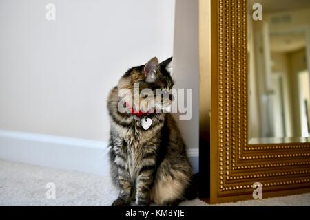 Tabby chat à côté du miroir doré Banque D'Images