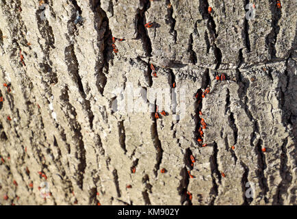 Red Bugs se prélasser au soleil sur l'écorce des arbres. l'automne chaud-soldats pour les coléoptères. Banque D'Images