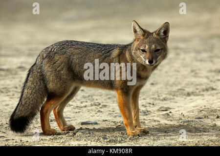 Renard gris d'Amérique du sud (lycalopex griseus), Patagonie, Argentine, Amérique du Sud Banque D'Images