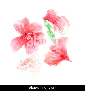 Illustration d'une aquarelle fleurs roses sur un fond blanc pour la conception Banque D'Images