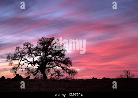 Seul Arbre de chêne au coucher du soleil avec ciel coloré Banque D'Images