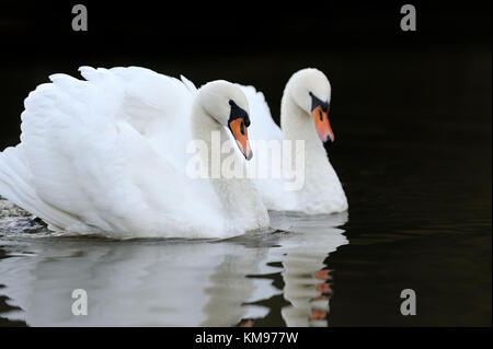 Fermer belle baignade dans le lac des cygnes Banque D'Images