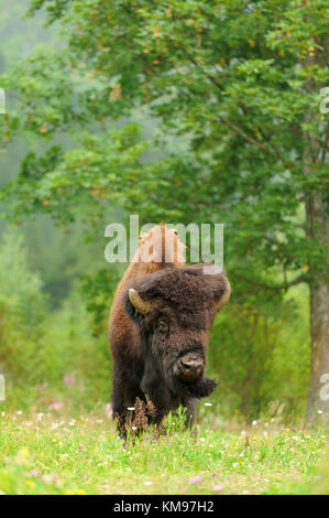 Grand mâle de bisons dans la forêt Banque D'Images