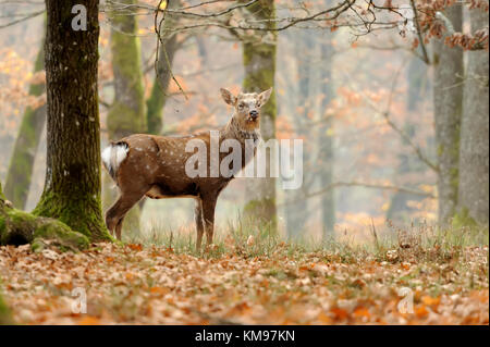 Close-up jeune cerf debout dans journée d'automne Banque D'Images