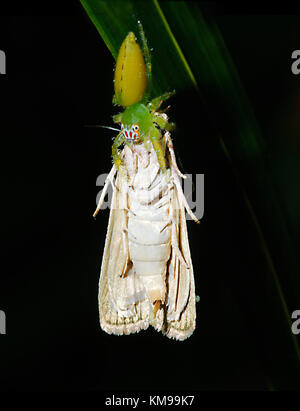 Femme-singe araignée sauteuse face (Mopsus mormon) avec grande espèce proie, Far North Queensland, Queensland, Australie, FNQ Banque D'Images