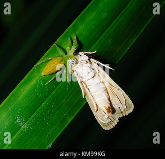 Femme-singe araignée sauteuse face (Mopsus mormon) avec grande espèce proie, Far North Queensland, Queensland, Australie, FNQ Banque D'Images