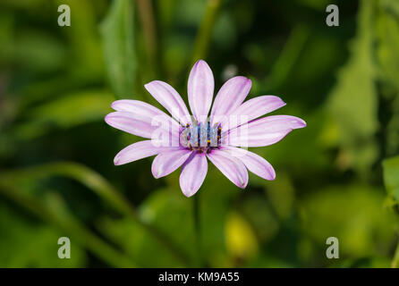 Purple Daisy Osteospermum ecklonis (Afrique) à la fin de l'été dans le West Sussex, Angleterre, Royaume-Uni. Banque D'Images