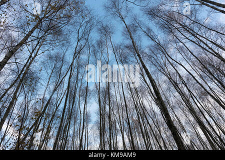 Bouleau blanc en hiver contre le ciel, à la recherche, pas de feuilles Banque D'Images
