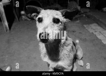 chien d’attente Banque D'Images