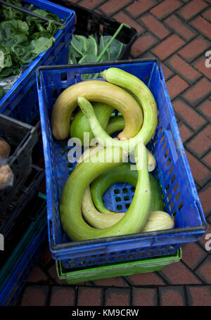 Itaiian squash trombone dans une caisse bleu à un marché de fermiers dans le Gloucestershire, Royaume-Uni Banque D'Images