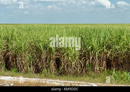 Champ de canne à sucre maturation 'Saccharum officinarum'. Banque D'Images