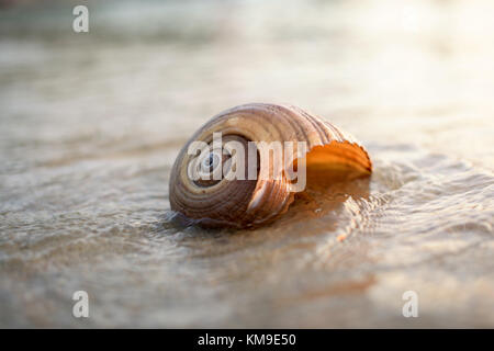 Seashell sur la plage au coucher du soleil Banque D'Images