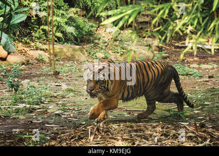 Le tigre de marcher à travers la forêt Banque D'Images