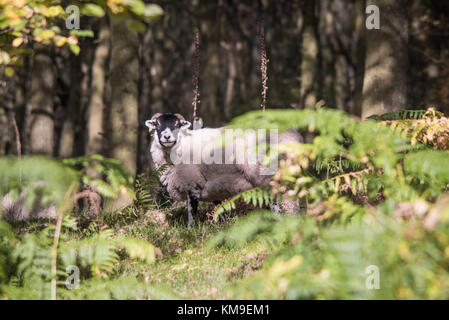 Sheep de Swaledale, debout dans une forêt, Peak District National Park, Derbyshire, Angleterre, Royaume-Uni Banque D'Images