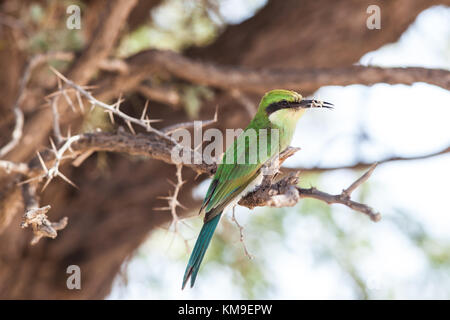 Bee-eater perché sur une branche, Kgalagadi Transfrontier Park, Afrique du Sud Banque D'Images