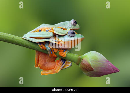 Flying frog, assis sur un arbre de Java, grenouille sur un bourgeon de fleur de lotus Banque D'Images