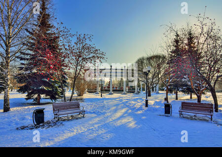 L'hiver à pied à travers le parc de la ville couverte de neige entre les sapins verts et lumineux avec des faisceaux d'arbres rowan fruits rouges - une belle ville l'hiver Banque D'Images