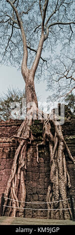 Figuier géant ta phrom temple à Angkor Wat, au Cambodge, l'Asie, Banque D'Images