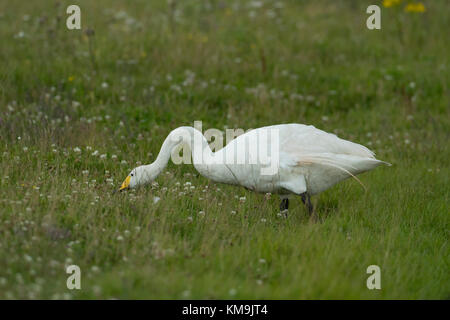 Cygne chanteur Cygnus cygnus d'oiseaux adultes se nourrissant d'herbages, RSPB Frampton marsh, Lincolnshire, Royaume-Uni, Juillet Banque D'Images