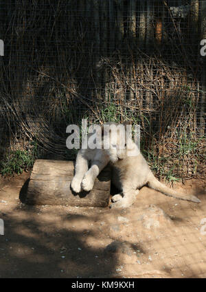 Le Lion Park, White Lion cub lying on a log, Panthera leo krugeri Banque D'Images