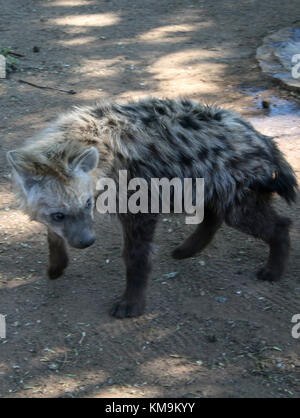 Parc du Lion, l'hyène tachetée, Crocuta crocuta marche Banque D'Images