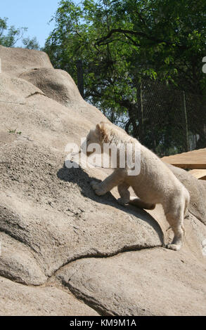 Le Lion Park, White Lion cub escalade un rocher, Panthera leo krugeri Banque D'Images