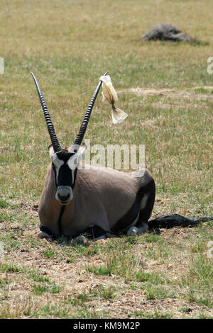 Parc du Lion, Oryx couché dans l'herbe avec des paquets en plastique collé sur son klaxon, Oryx gazella Banque D'Images