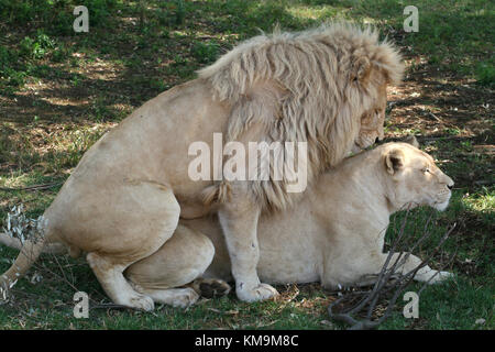 Le Lion Park, White Lion et lionne, Panthera leo krugeri accouplement Banque D'Images