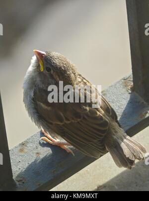 Moineau domestique (Passer domesticus), l'envol des oiseaux, fraîchement jeune Espagne | Le monde d'utilisation Banque D'Images