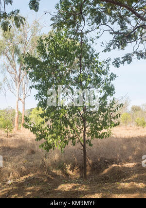 Les jeunes sandal (Santalum album) arbres, Mysore, Karnataka, Inde. Banque D'Images