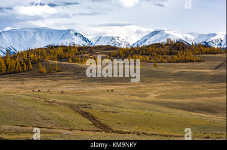 Panorama de la steppe Kurai à l'automne sur fond de neige imposants pics. La Russie, la Sibérie, la République de l'Altaï. Banque D'Images