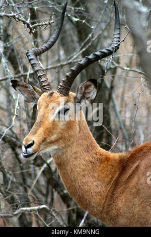 Le Parc National Kruger, gros plan de la tête d'un mâle, impala Aepyceros melampus, Marloth Park Banque D'Images