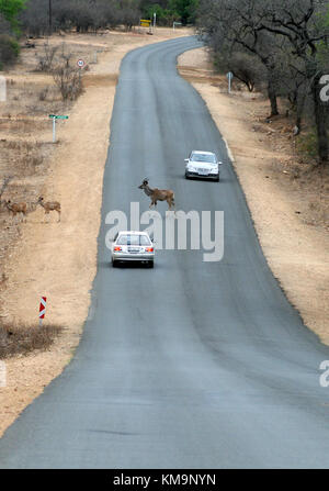 Le Parc National Kruger, mâle et femelle koudou traversant une route même si les voitures d'attendre, Tragelaphus strepsiceros, Marloth Park Banque D'Images