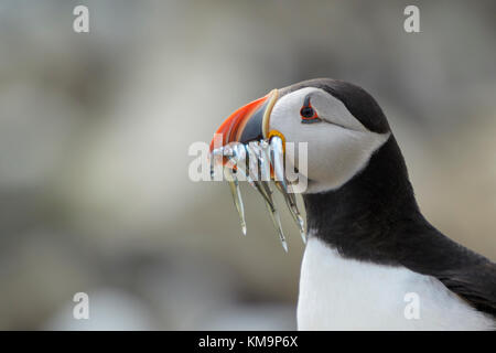 Macareux moine (Fratercula arctica) portrait, avec des poissons pêchés dans la région de bec, iles farne, Northumberland, England, UK. Banque D'Images