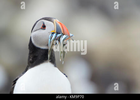 Macareux moine (Fratercula arctica) portrait, avec des poissons pêchés dans la région de bec, iles farne, Northumberland, England, UK. Banque D'Images