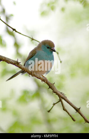 Le Parc National Kruger, Marloth Park, Blue waxbill assis sur une branche, Uraeginthus angolensis Banque D'Images