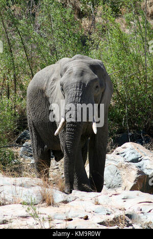 Le Parc National Kruger, seul l'éléphant d'adultes debout, Loxodonta africana Banque D'Images