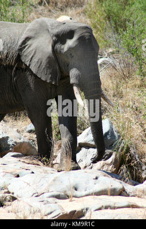 Le Parc National Kruger, seul l'éléphant d'adultes randonnée pédestre, Loxodonta africana Banque D'Images