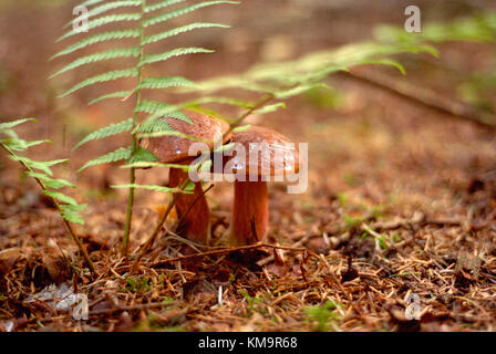 Neoboletus luridiformis, boletus luridiformis Banque D'Images