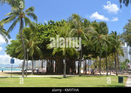 Arbre du centenaire sur la plage de Waikiki. Oahu, Hawaii, USA, Etats-Unis. Banque D'Images