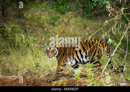 Un tigre de Bandhgargh, Inde Banque D'Images