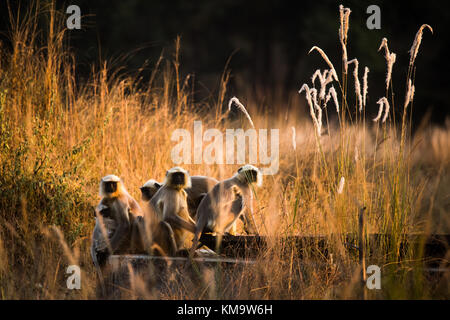 Langurs Hanuman dans Bandhavgarh National Park Banque D'Images