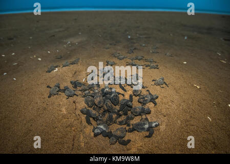 A peine éclos/ naissance tortues olivâtres qui sort de la fosse et se dirigeant vers la mer. Banque D'Images